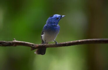 Dark blue wide mouth The occiput has a short crest, set to be a ridge. The top is black, the head of the chest, upper body and tail are dark blue.