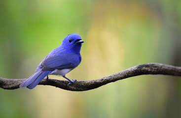 Dark blue wide mouth The occiput has a short crest, set to be a ridge. The top is black, the head of the chest, upper body and tail are dark blue.