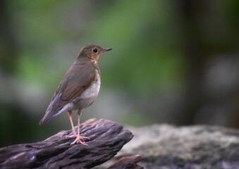 Females or birds that are not yet adults are brown mole. With faint scales on the neck and chest...