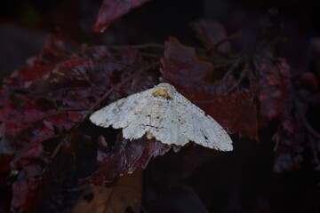 Macro shot White and Yellow Moth, Night Butterfly