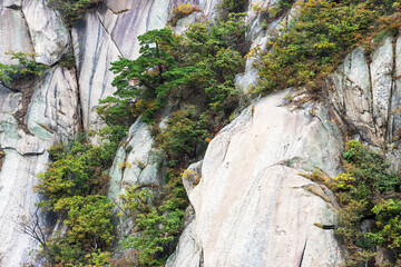 Mountain valley with various plants and trees, front view
