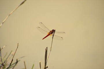 red dragon fly