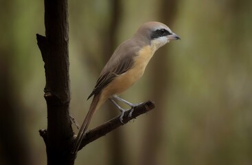 A brown bird with a thick, black stripe around its eyes. The mouth with the tip of the hook helps to tear prey, which are often insects or small animals to eat.