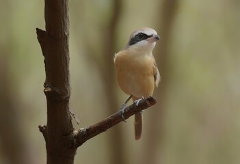 A brown bird with a thick, black stripe around its eyes. The mouth with the tip of the hook helps to tear prey, which are often insects or small animals to eat.