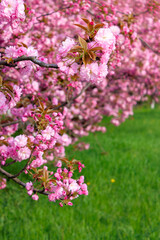 pink sakura blossom above the green grass. nature beauty in springtime.