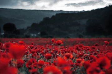 Foto op Aluminium red poppies in the field. background imagery for remembrance or armistice day on 11 of november. dark clouds on the sky. selective color © Pellinni