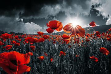 rote Mohnblumen im Feld. Hintergrundbild zum Gedenken oder zum Tag des Waffenstillstands am 11. November. dunkle Wolken am Himmel. selektive Farbe