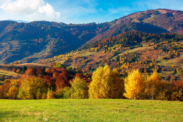 rural landscape in mountains. scenery in fall colors. beautiful sunny weather with fluffy clouds on the sky