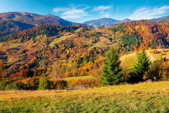 rural landscape in mountains. scenery in fall colors. beautiful sunny weather with fluffy clouds on the sky