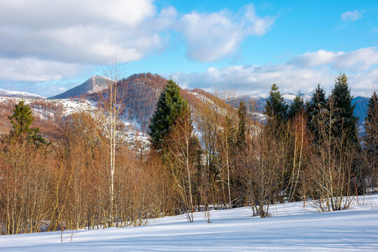 sunny winter landscape in mountains. birch forest on snow covered meadow. clouds on the vivid blue sky