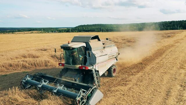 Combine is reaping ripe wheat while riding along the field
