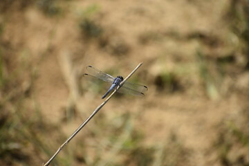 Fototapeta na wymiar blue dragon fly