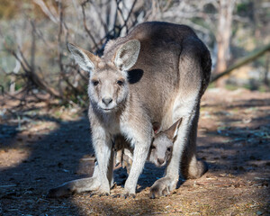 kangaroo and baby joey