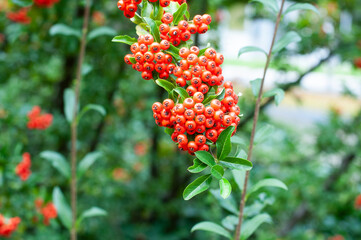 a twig of a firethorn shrub with red berries