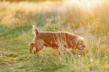 american cocker spaniel puppy playing in the grass