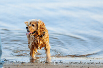 american cocker spaniel puppy playing by the water