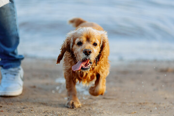 american cocker spaniel puppy running out of the water