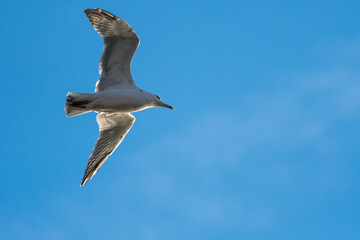 A Seagull Gracefully Flying at Sunset on a Warm Autumn Day