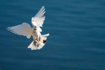 A White Female Pigeon Landing near the Shore at Sunset