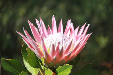 King Protea