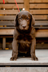 
chocolate labrador puppy