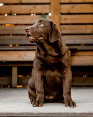 
chocolate labrador puppy