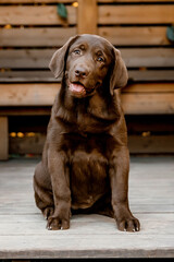 
chocolate labrador puppy