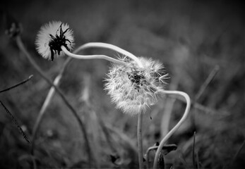 dandelion on black background