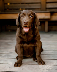 
chocolate labrador puppy