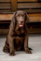 
chocolate labrador puppy