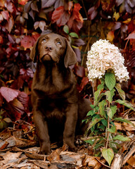 
chocolate labrador puppy