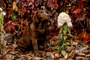 
chocolate labrador puppy
