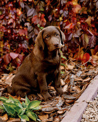 
chocolate labrador puppy