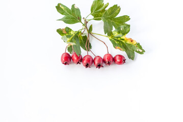 A sprig of red hawthorn on a white background.