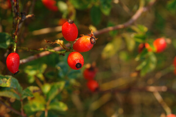 Ripe orange rose hips in dew in the morning sunlight, close-up, copy space for text. Colorful autumn background - berries of wild dog rose (Rosa canina)