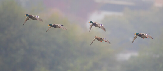 Flock of Mallard Ducks Landing in a Marsh on a Foggy Fall Morning
