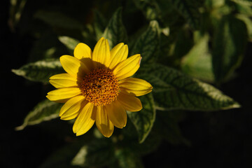 Golden yellow flower of Heliopsis helianthoides var. scabra of the 'Sunburst' variety (false sunflower, rough oxeye or smooth oxeye) in the garden, close up, top view, copy space for text