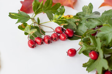 Autumn background. Harvest festival theme on a white background.