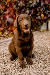 
chocolate labrador puppy