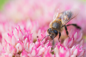 Honey bees collect pollen Spiraea flower. Macro shot.