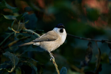 Obraz premium Marsh tit (Poecile palustris) in its natural enviroment