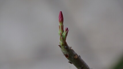Bud and Flower of Pink Adenium