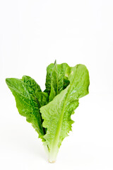 fresh green lettuce