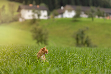 Red cat walks through a green meadow
