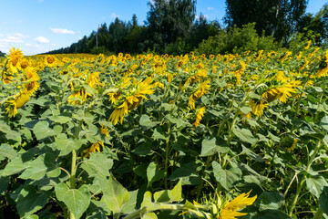Obraz premium photo sunflowers in the field beautiful background