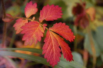 red maple leaves