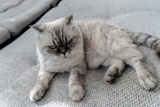 Photo Scottish cat breed, white with blue eyes, scottish-fold