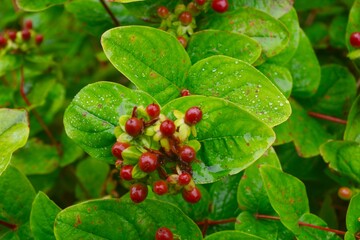 St Johns Wort bush with red berries