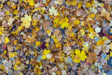 Autumn landscape, forest in autumn, yellow leaves. Beautiful background or screen saver on the phone and computer