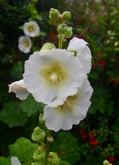hollyhock